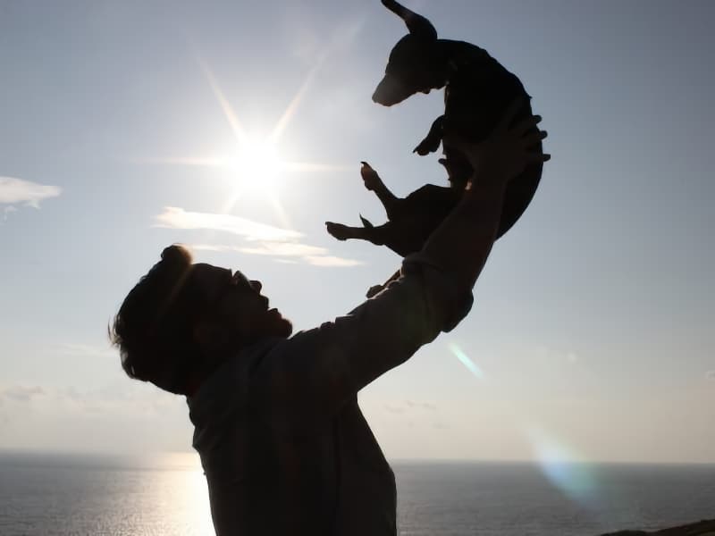 Dog Friendly Holidays