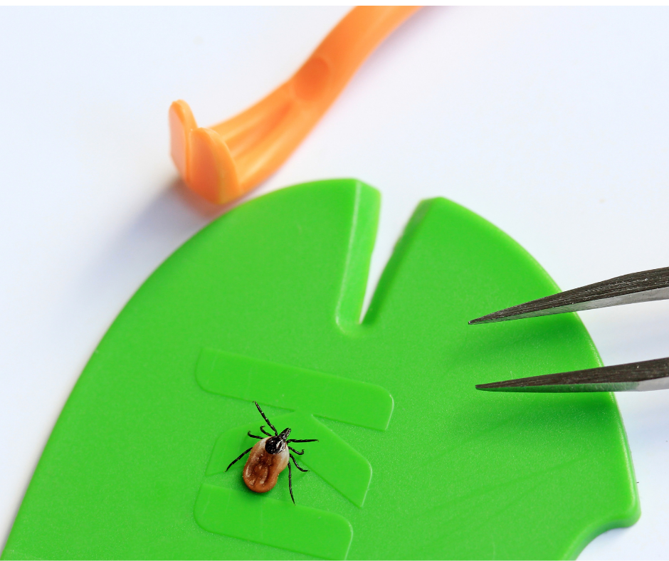 tick removal 2.png
