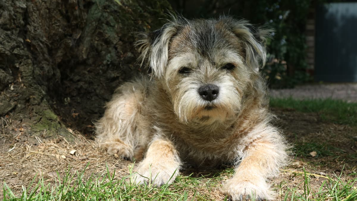 Dogs on Leaads Pic 1 Dogs on Leads