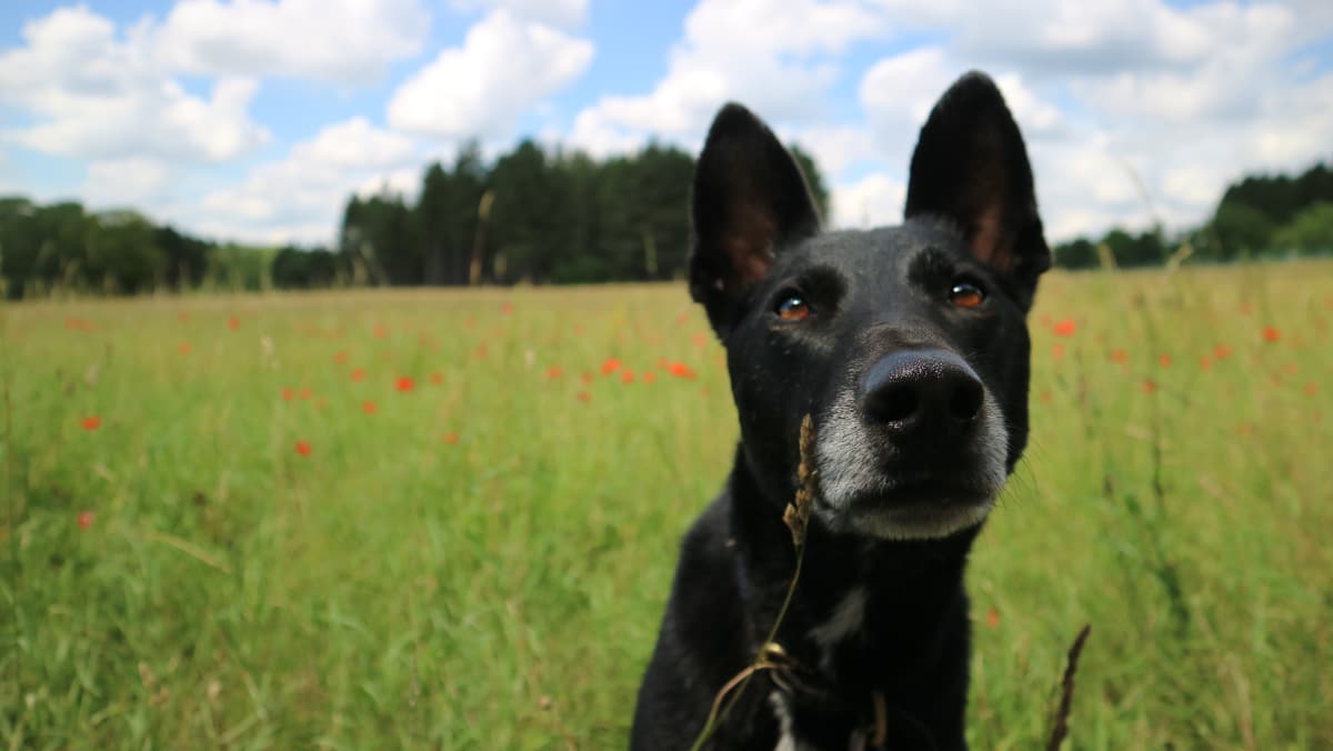 Dogs on Leaads Pic 2 Dogs on Leads