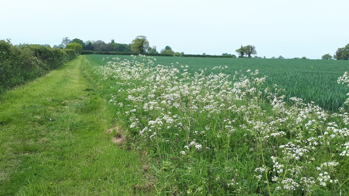 Banningham Crown Inn