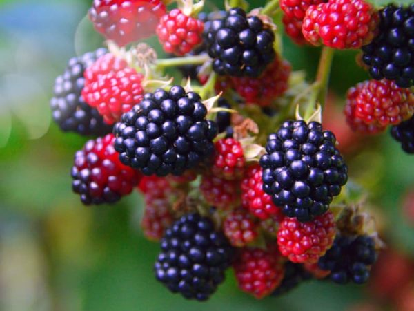 6 favourite things to forage in September