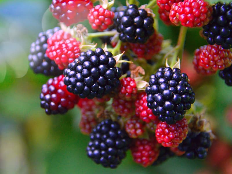 6 favourite things to forage in September