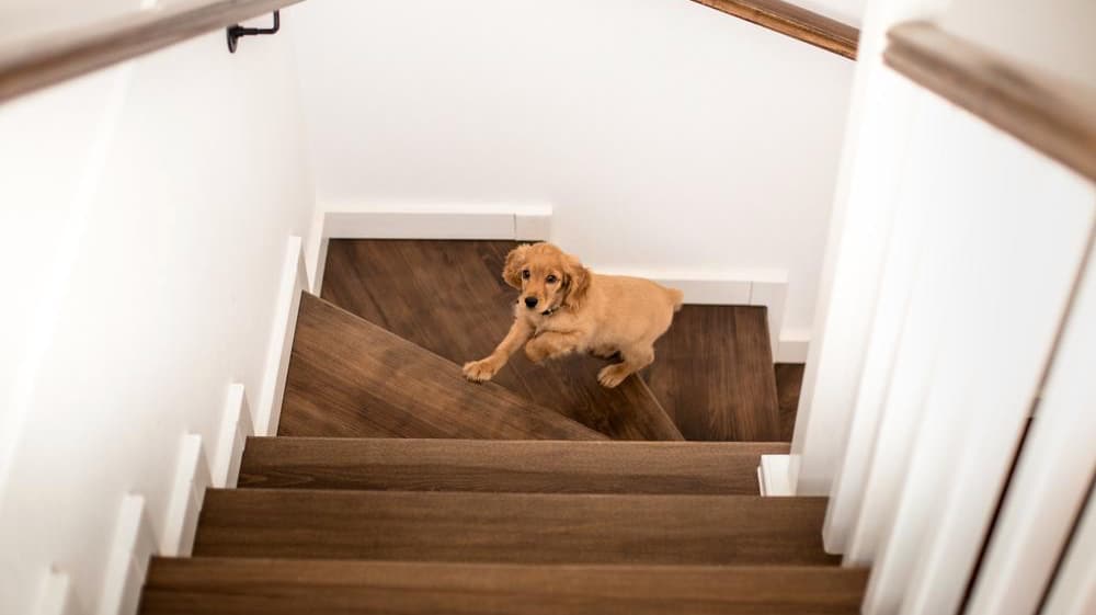 Fun Exercises Pic 8 Fun Exercises To Do With Your Dog