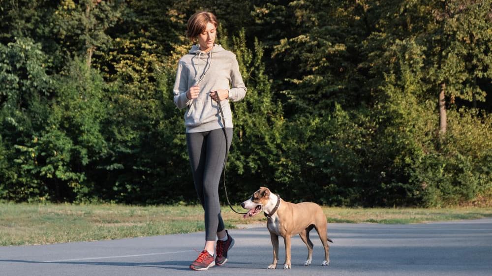 Fun Exercises Pic 9 Fun Exercises To Do With Your Dog