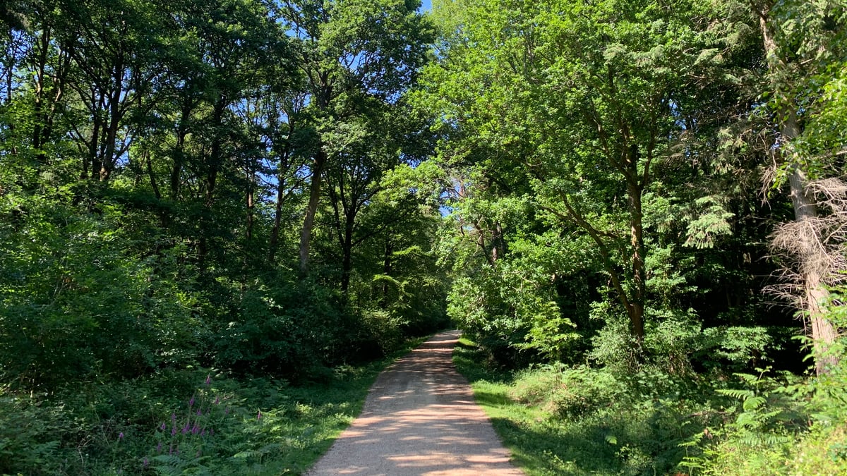 The healing power of nature