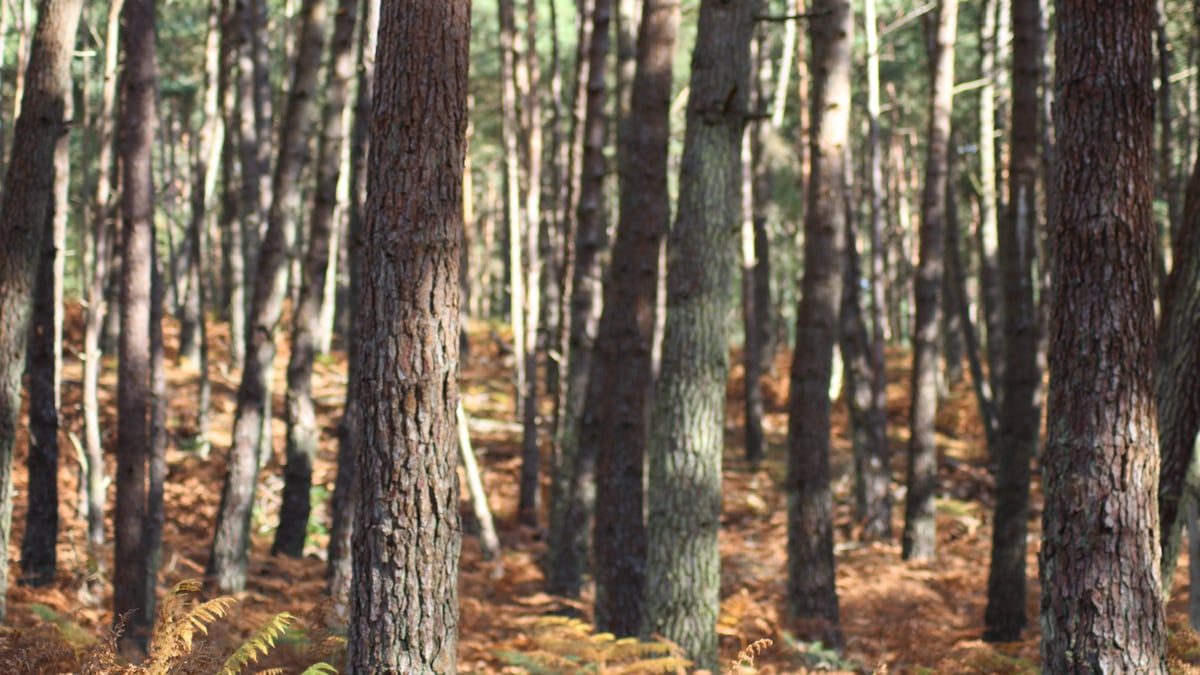 The healing power of nature