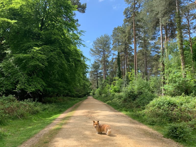 This is a lovely circular walk that starts and finishes at the free car park at the entrance to Setthorns campsite in Hampshire ...