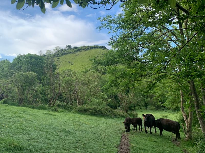 Folkestone Downs, Caesars Camp, Tunnels and Views