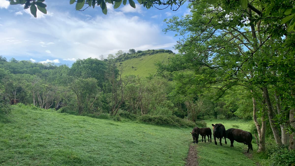 New Walk Slide 9 Folkestone Downs, Caesars Camp, Tunnels and Views