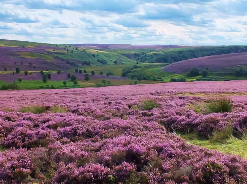 North York Moors