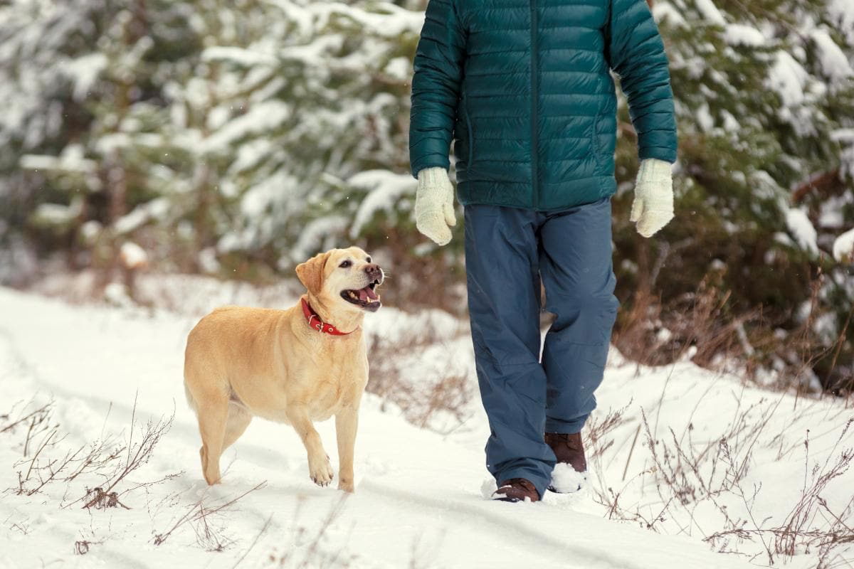 Frosty Walks With Your Dog Pic Frosty Walks With Your Dog
