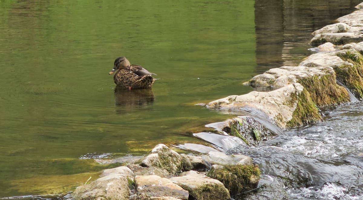 Dovedale Slide 7 Dovedale