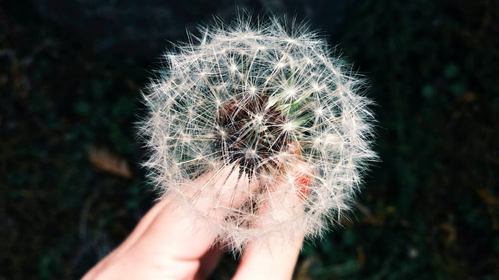 Allergy Sufferers Pic 1 Allergy Sufferers