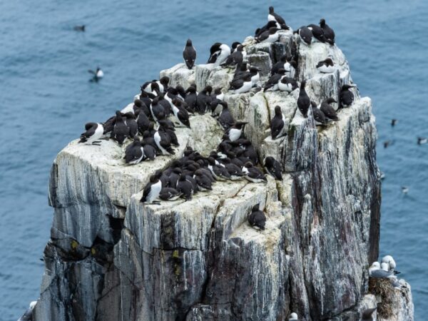 The Farne Islands