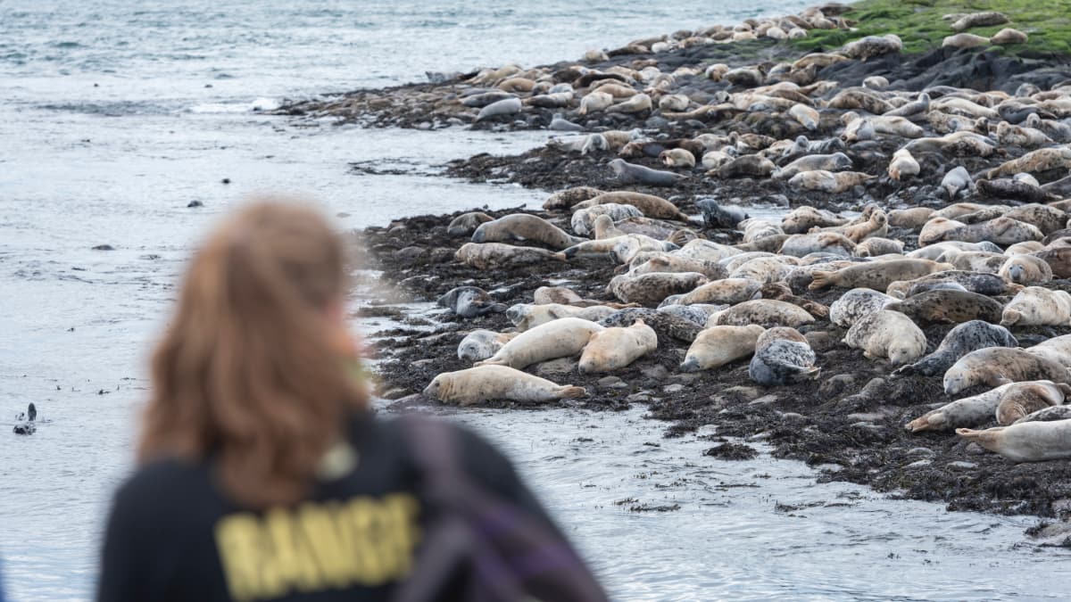 Farne Isles Slide 2 The Farne Islands