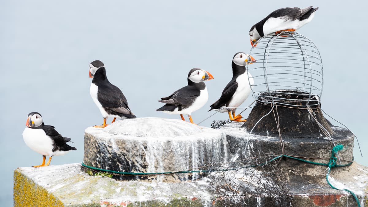 Farne Isles Slide 4 The Farne Islands