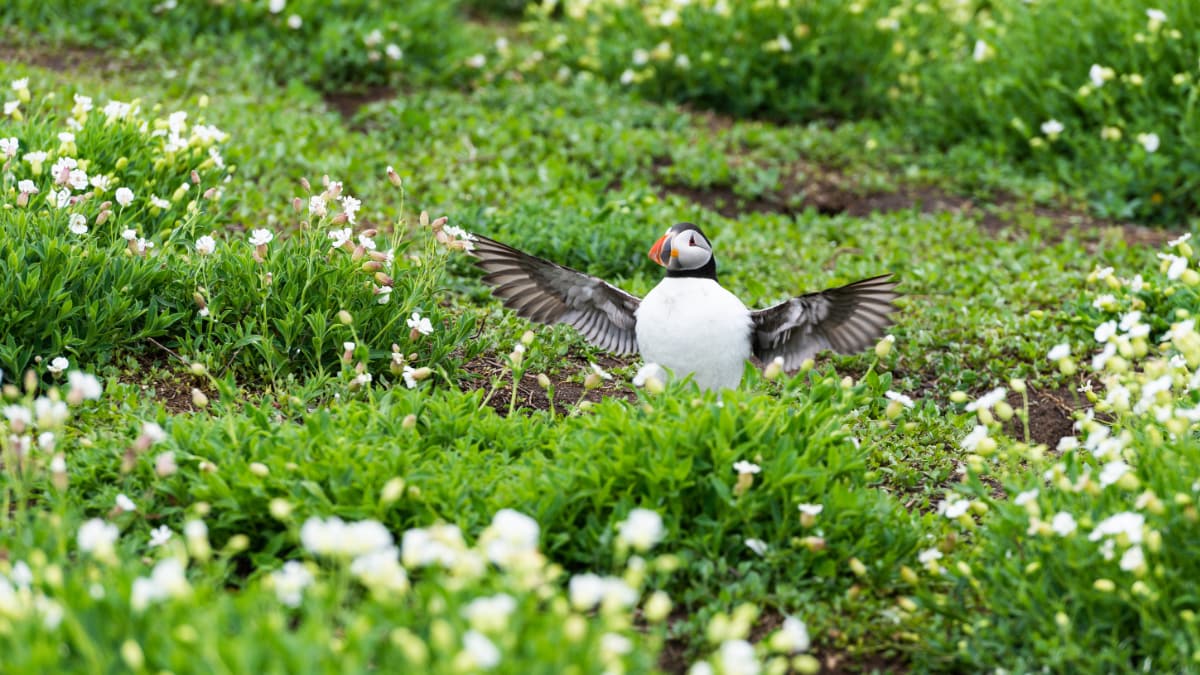 Farne Isles Slide 5 The Farne Islands