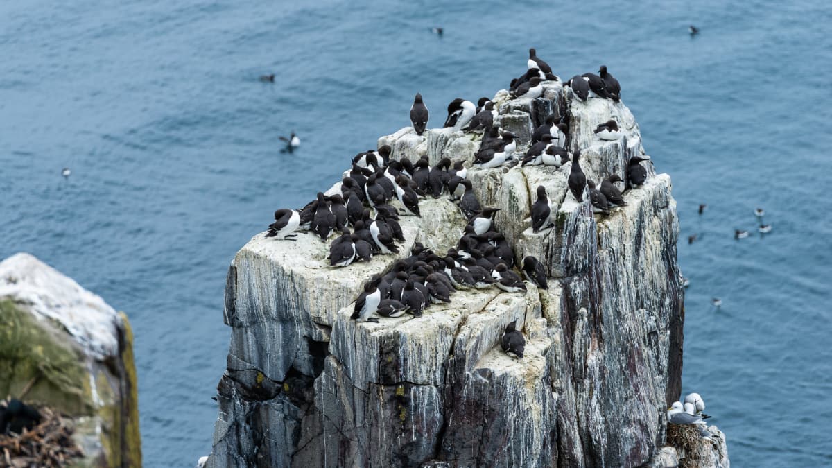 Farne Isles Slide 6 The Farne Islands