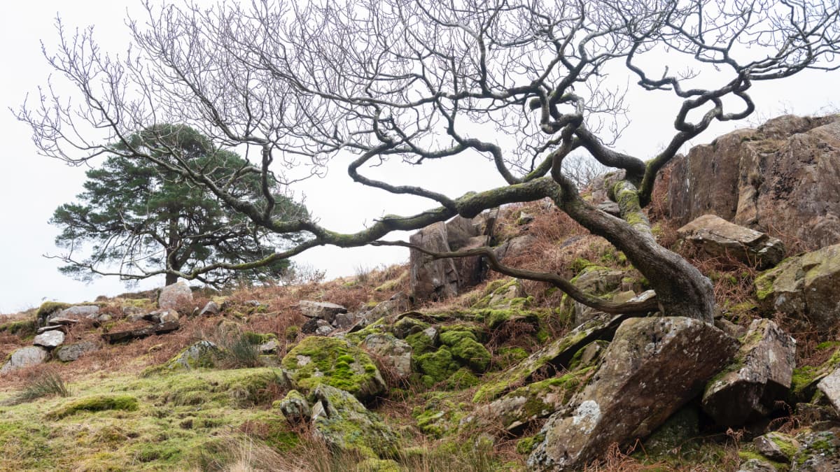 Planting for the future Slide 2 Planting for the future