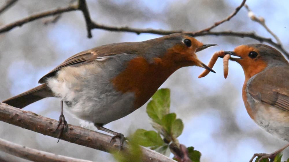 Nature heals Pic 1 Nature heals