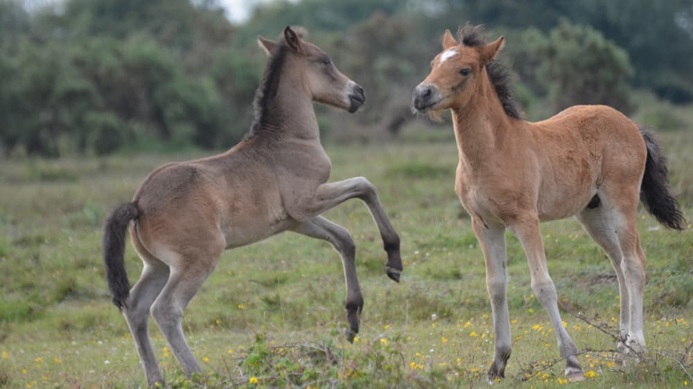 Nature heals Pic 2 Nature heals