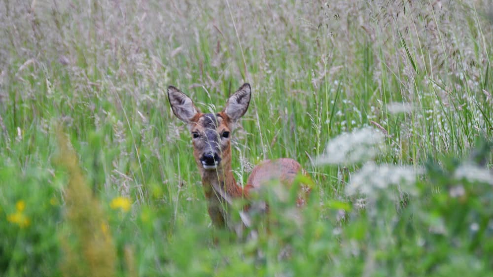 Nature heals Pic 4 Nature heals