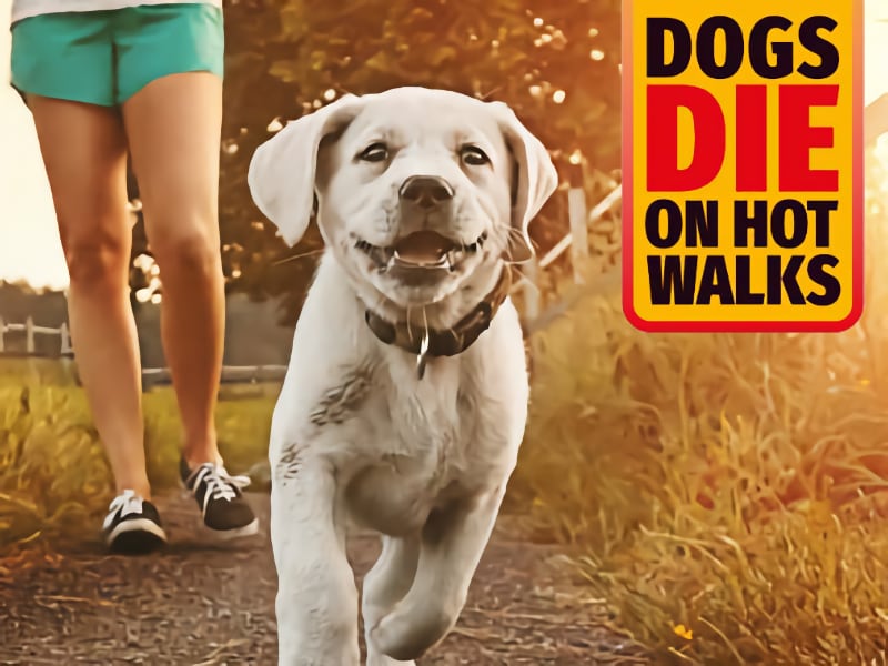 DogsDieOnHotWalks