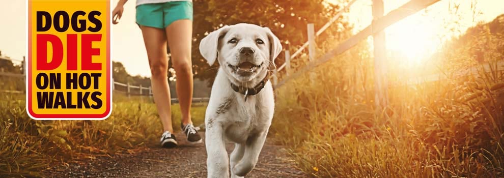 DogsDieOnHotWalks pic 1 DogsDieOnHotWalks