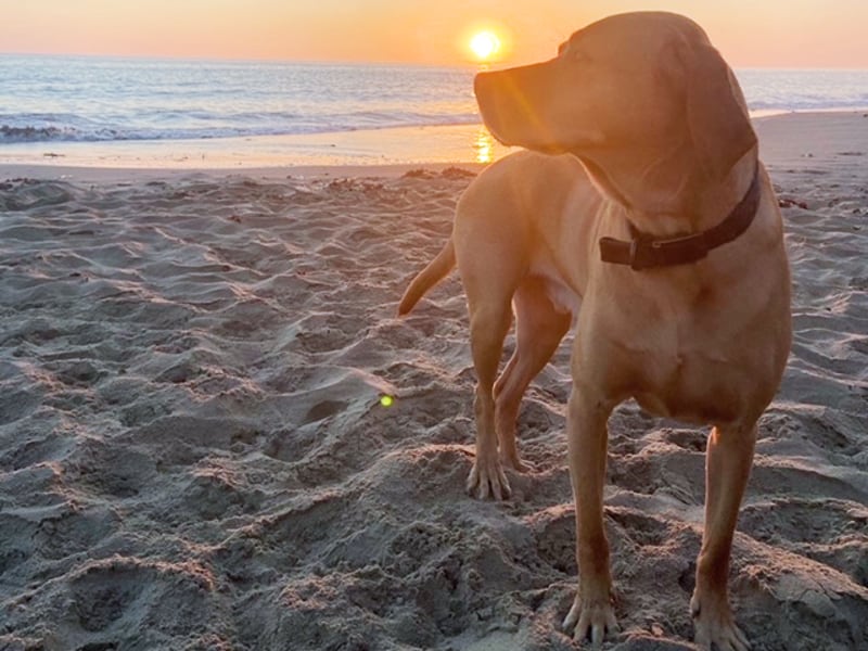 DogsDieOnHotWalks pic 2 DogsDieOnHotWalks