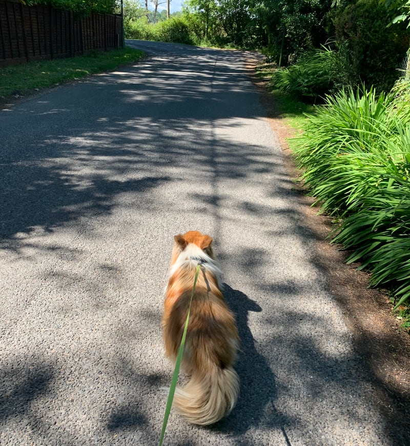 DogsDieOnHotWalks pic 3 DogsDieOnHotWalks