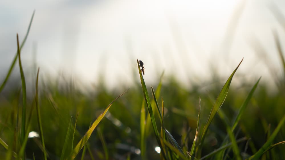 The Importance of Protecting Insects The Importance of Protecting Insects