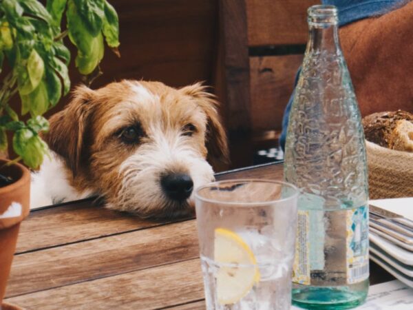 Paws Paths and Pints