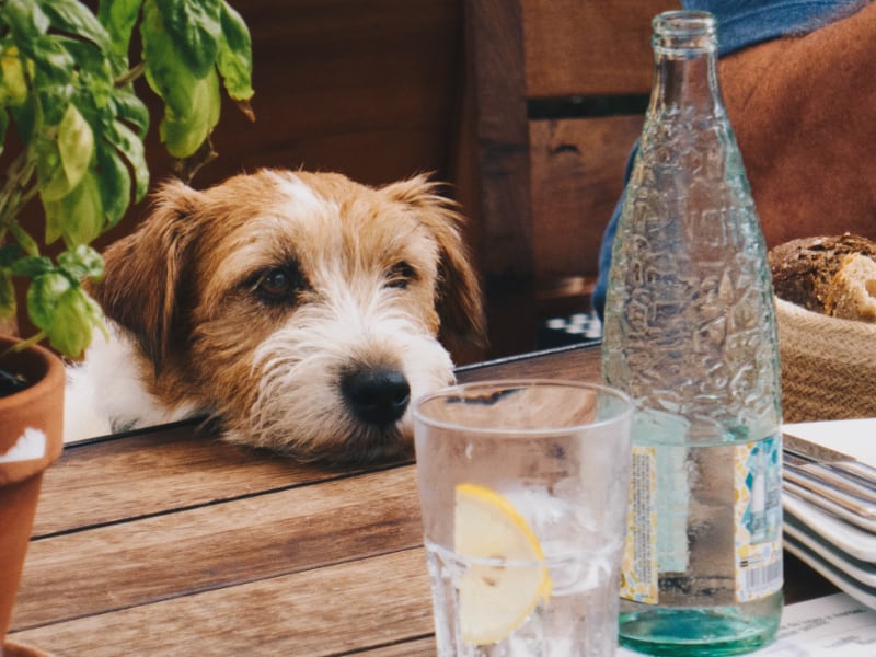 Paws Paths and Pints