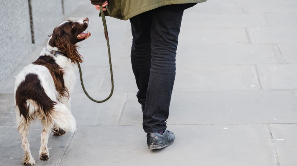 Paws Paths and Pints