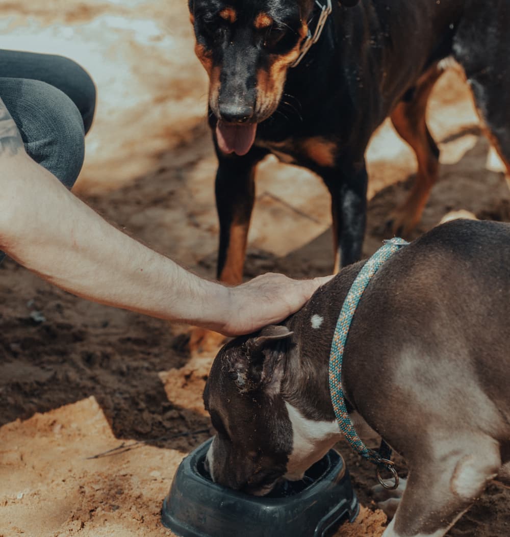 Paws Paths and Pints
