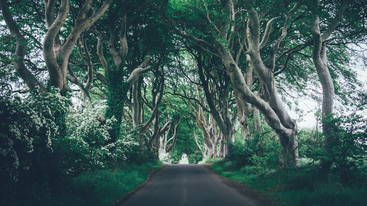 Hidden Gems Dark Hedges Greg Willson Dark Hedges Greg Willson