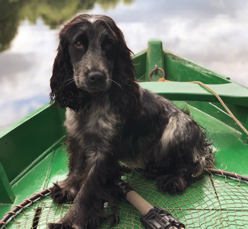 dog-friendly holiday Pic 3 dog-friendly holiday activities