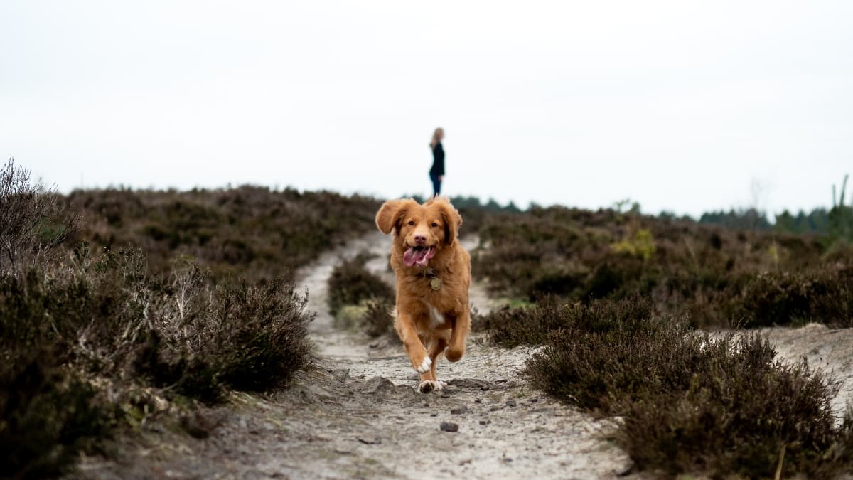 dog-friendly holiday Slide 2 dog-friendly holiday activities