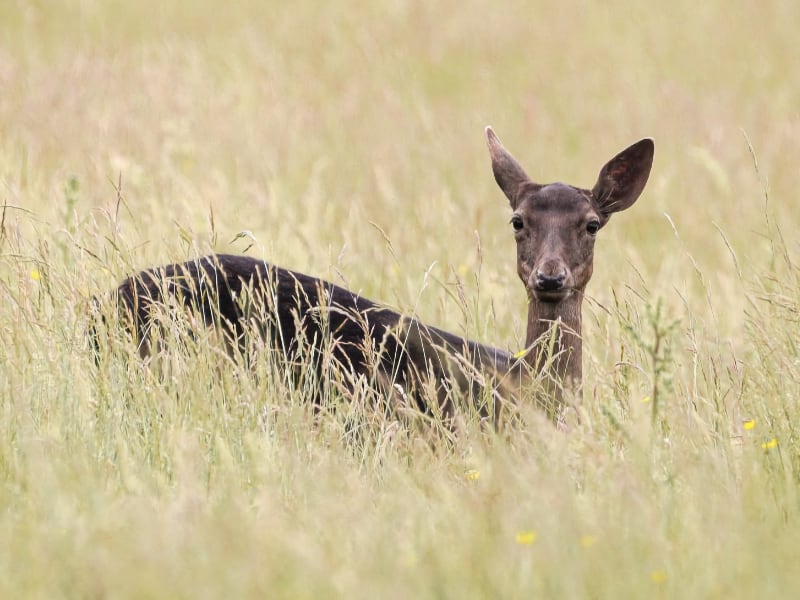 The UK’s natural landscapes host an abundance of wildlife and habitats that should not only be celebrated for their diversity but are also worth protecting ...