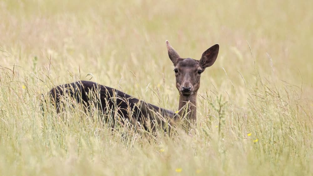 Responsible Recreation Slide Responsible Recreation