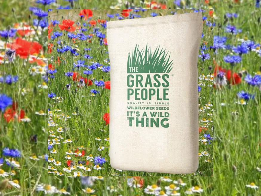 Wildflower Activities