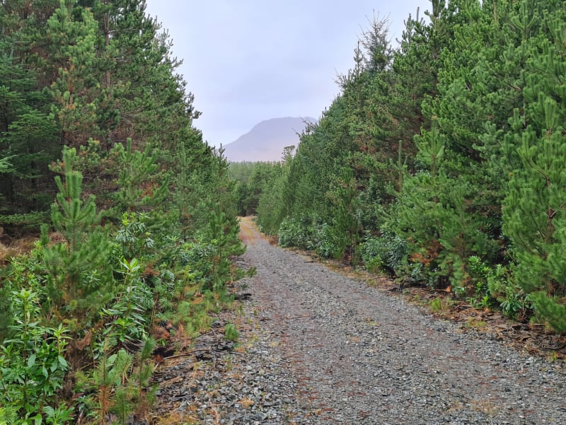 Lettershanbally Nature Walk Feature