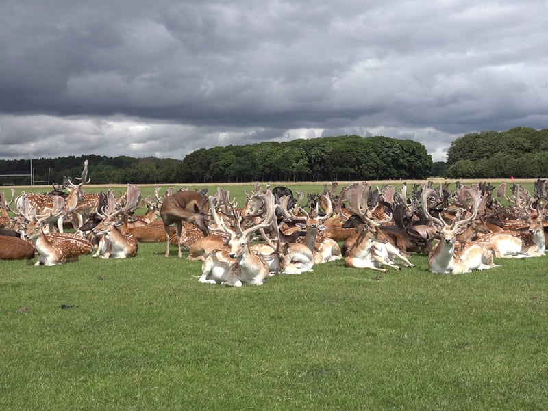 Phoenix Park Circular