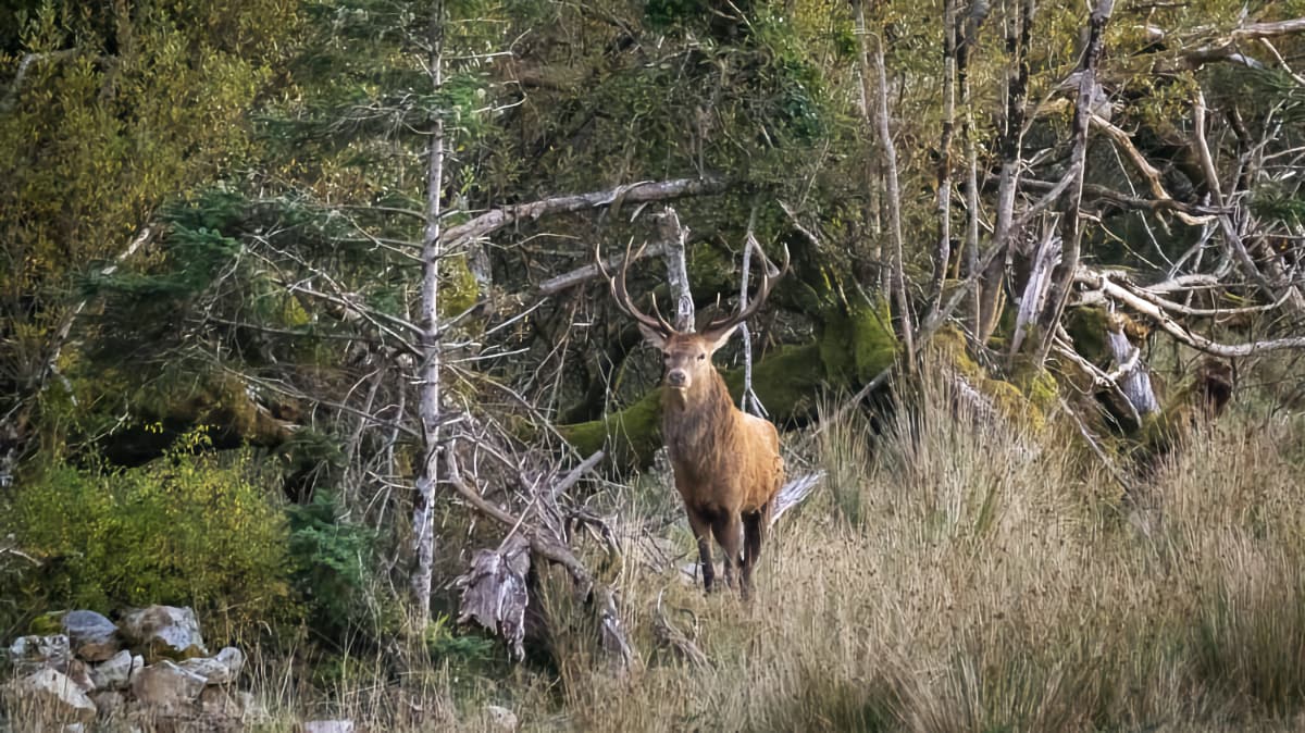 Red Stag - Connemara Red Stag - Connemara