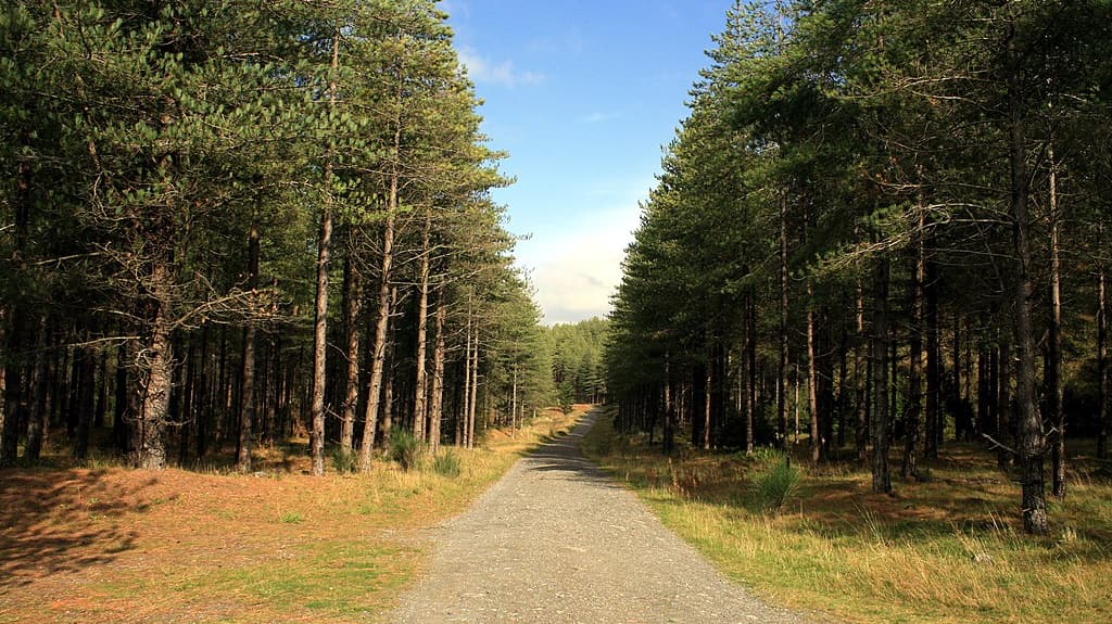 Newborough Forest Slide Newborough Forest