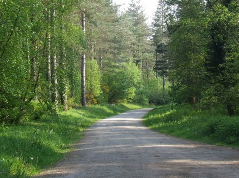 Newborough Forest