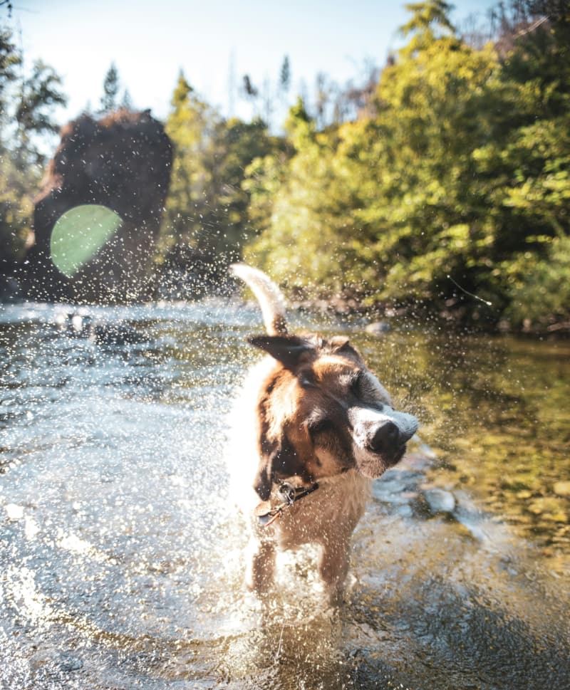 Your Dog Mckayla Crump-unsplash Your Dog