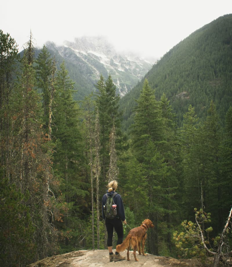 Your Dog Ryan Stone unsplash Your Dog