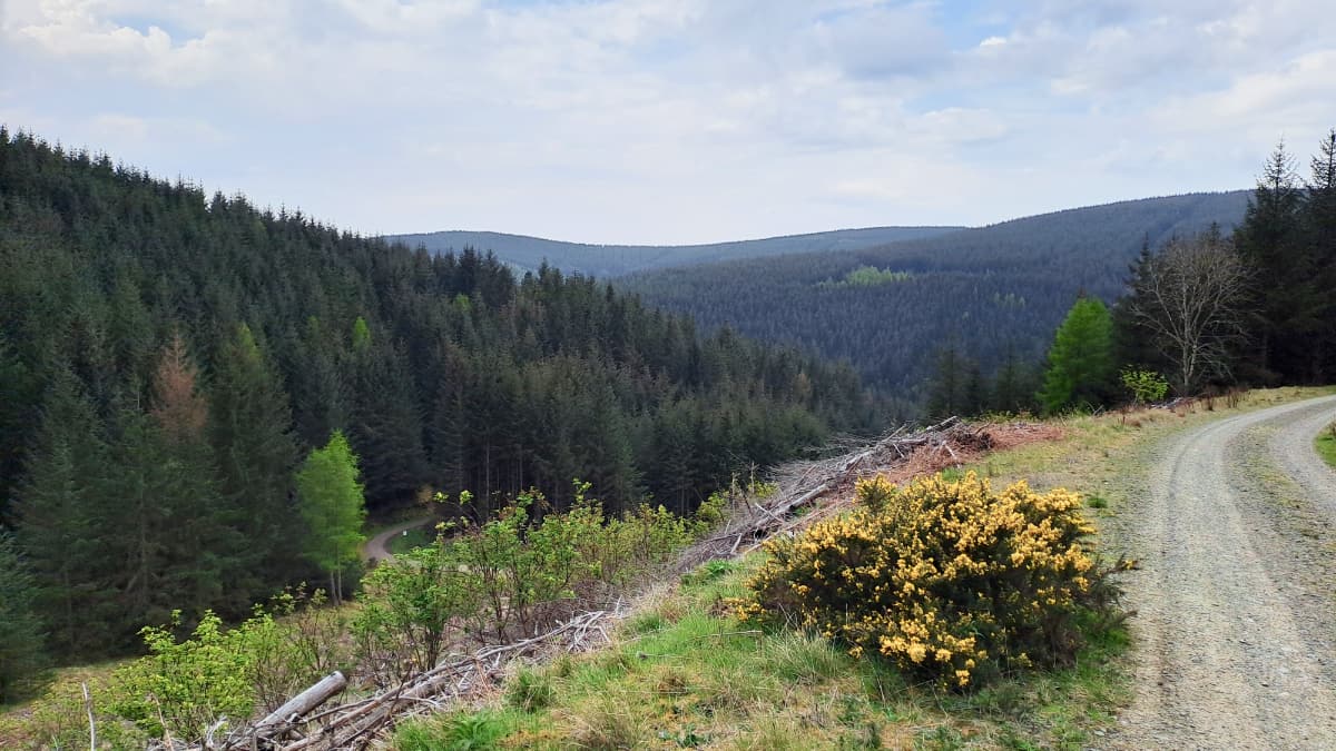 Peebles Glentress Slide 1 Peebles Glentress